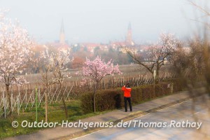 Mandelblüten-Alleen säumen im März die Pfalz.
