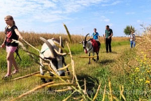 Wandern mit Ziegen im Oderbruch