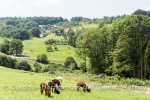 Rathay-Sasbachwalden-Ortenau-039