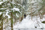 Winterwunderwald