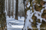 Böhmerwald im Winter