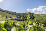 Weingut Schloss Ortenberg