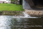 Am Ende des ersten Tages ein erfrischendes Bad in der Donau.