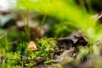 Rathay_Fotokurs_Passeier_Herbst_003