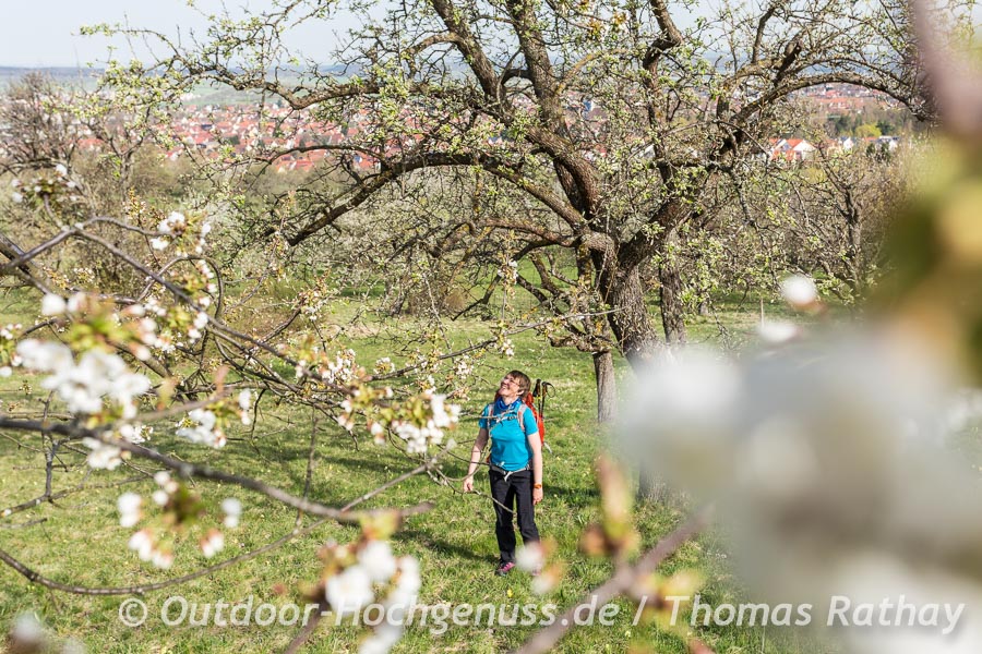 Durch Baumblüten wandeln bei Mössingen