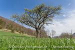 Umso grüner die Frühlingswiesen