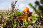 Seltene Beeren - Moltebeeren im Fjäll