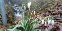 Erste Frühlingsboten