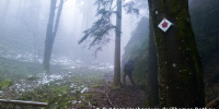 Auch im Nebel gut sichtbar - die Ebersteiner Rose als Wegzeichen