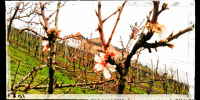 Schloss Eberstein hinter den ersten Baumblüten