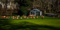 Schwarzwälder Tierwelt - Flamingos im Zoo Karlsruhe