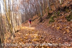 Sonnige Herbstwälder 1