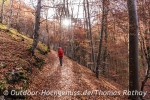 Sonnige Herbstwälder 2