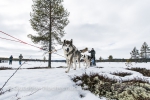 Über Seen und durch Wälder mit den Huskies