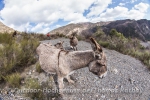 Esel auf dem Abstieg vom Klettersteig *La Grande Fistoire*