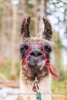 Lama Clooney ...