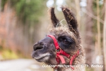 oder ... George Lama?