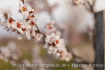 Outdoor Wochenende zur Mandelblüte in der Pfalz