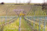 Outdoor Wochenende zur Mandelblüte in der Pfalz