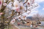 Outdoor Wochenende zur Mandelblüte in der Pfalz