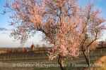 Outdoor Wochenende zur Mandelblüte in der Pfalz