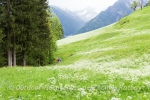 Wanderer auf blühenden Wiesen