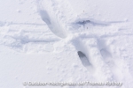 Da seht ihr die Vorteile von Schneeschuhen