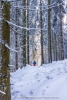 Sonnenscheinwerfer im Schwarzwald