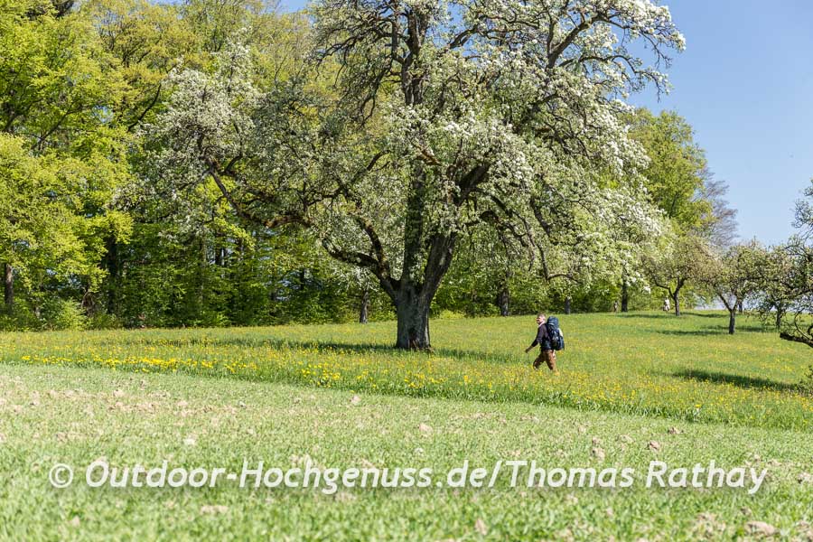 Blütenmeer im Frühjahr