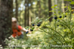Trekkingplätze im Nordschwarzwald