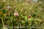 Trekkingplätze im Nordschwarzwald