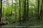 Vent des Forêts