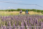 Was wäre die Provence ohne Lavendelfelder?