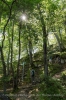 Wegweiser im Wald zeigen die Richtung.