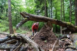 Urwald Tafeltour Saarbrücken
