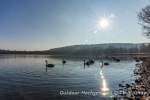 Enten und Schwäne schnattern im sonnigen Bodensee.