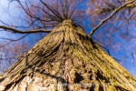 Gigantisch große Bäume auf der Mainau