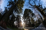 Metasequoias