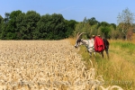 Wandern mit Ziegen im Oderbruch