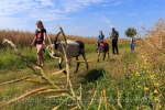 Wandern mit Ziegen im Oderbruch