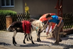 Wandern mit Ziegen im Oderbruch