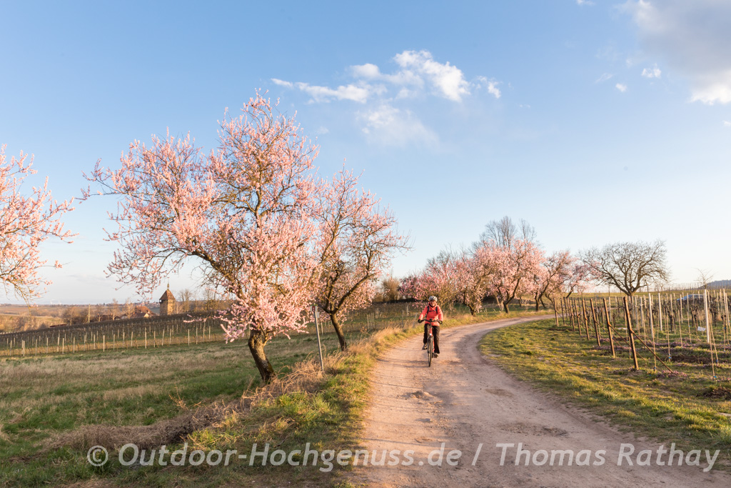 Genussradeln mit dem E-Bike durch die Mandelbäume in der Pfalz.