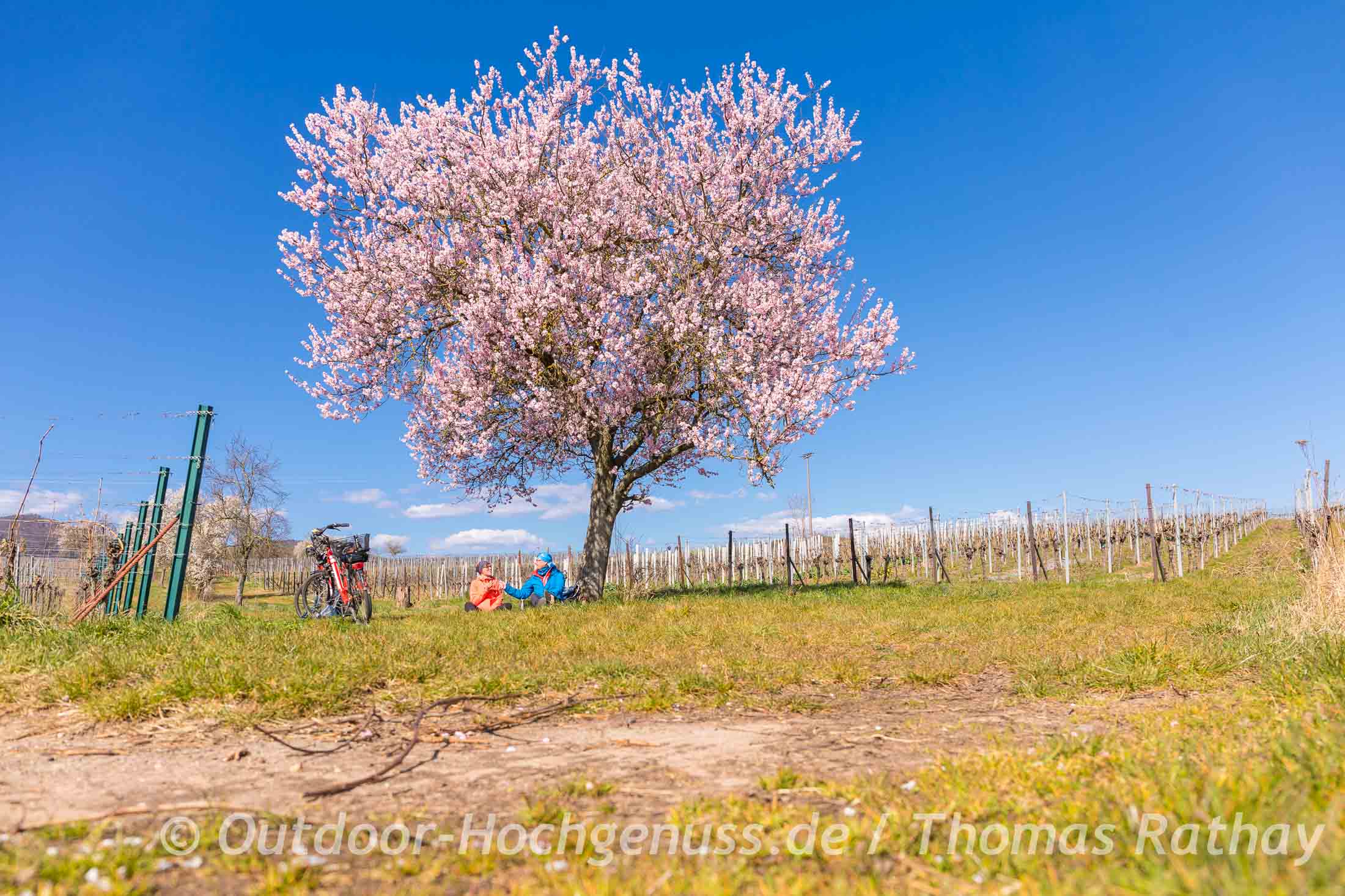 Mit dem E-Bike die Mandelblüte der Pfalz entdecken