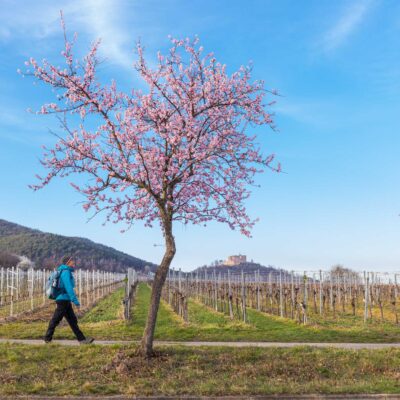 perfektes Outdoor-Wochenende zur Mandelblüte in der Pfalz