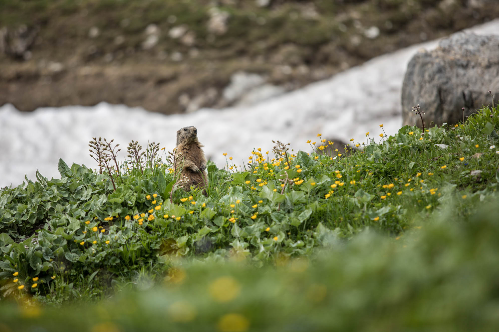 Pfiffige Kerlchen - Murmeltiere in den Alpen