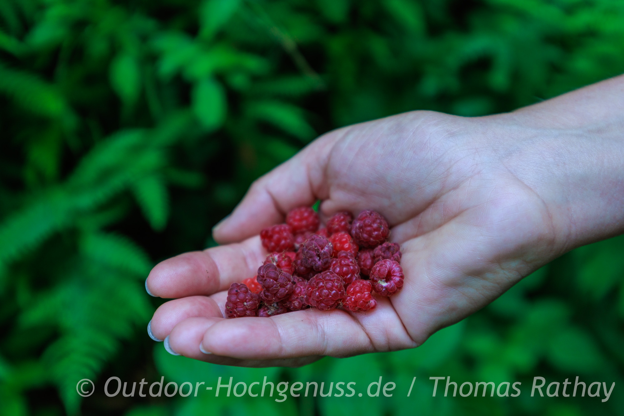 Beeren als Snacks am Wegesrand während der Wanderung im Erzgebirge Wanderung auf dem Kammweg im Erzgebirge