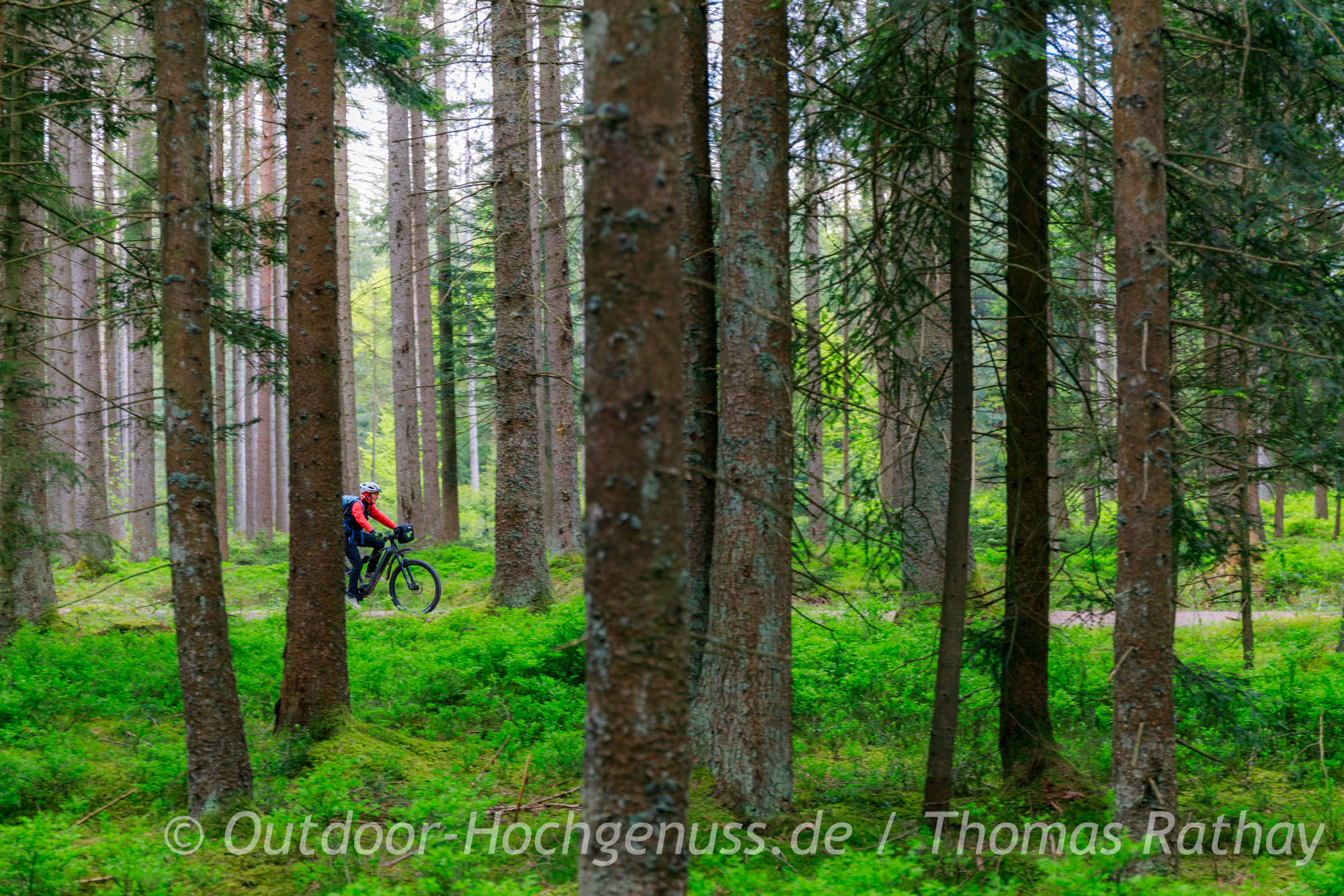 Sehr präsent auf der Radrunde Villinger-Runde: Waldradeln in Schwarzwald im Rad- und Wanderparadies