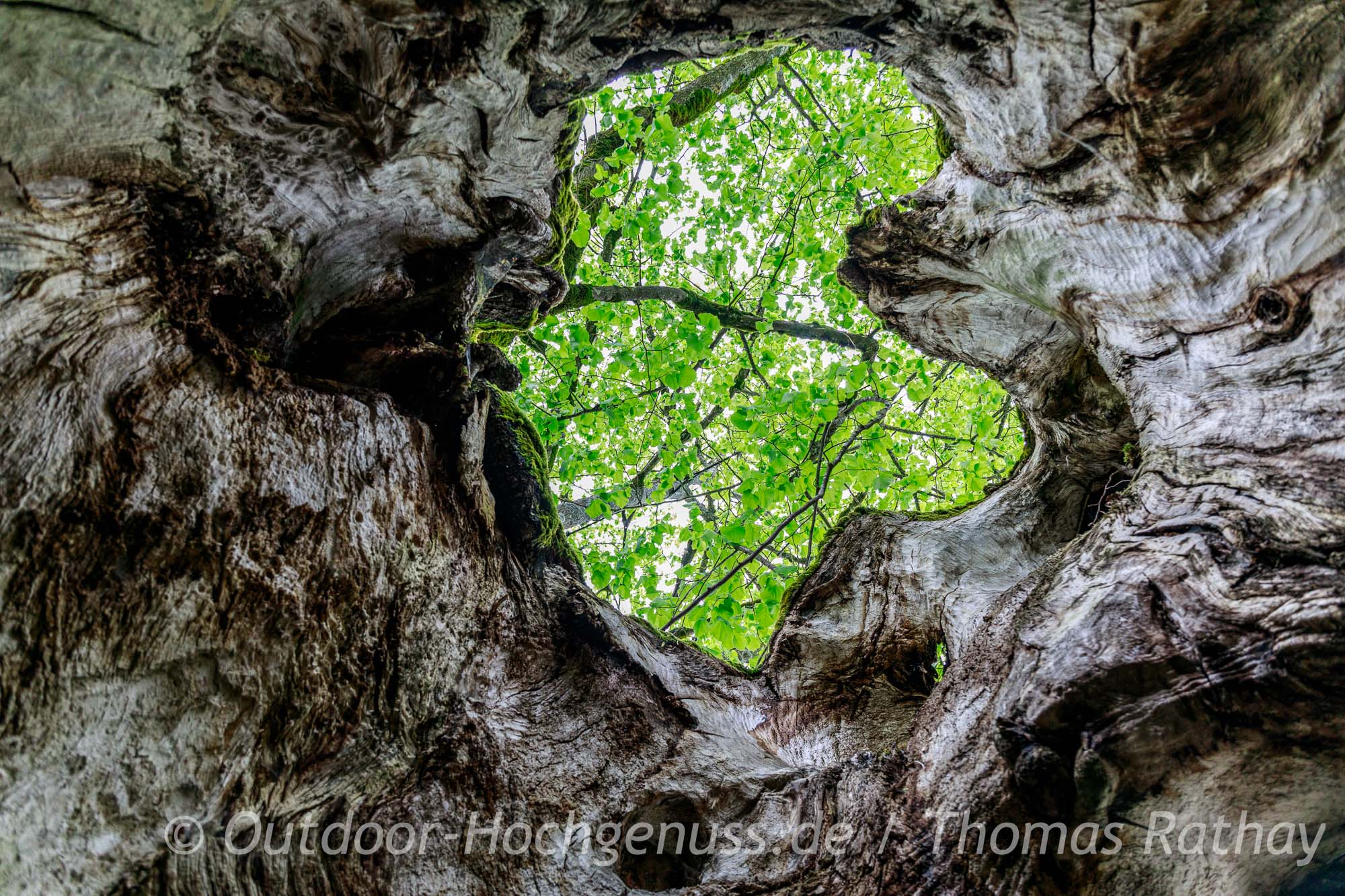 Im Inneren der Käpelleslinde auf der Radrunde "An Neckar und Glatt", im Rad- und WanderParadies Schwarzwald und Alb
