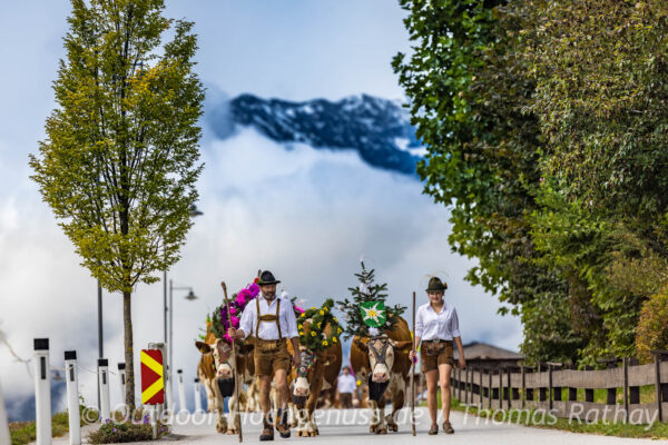 Almabtrieb im Alpbachtal