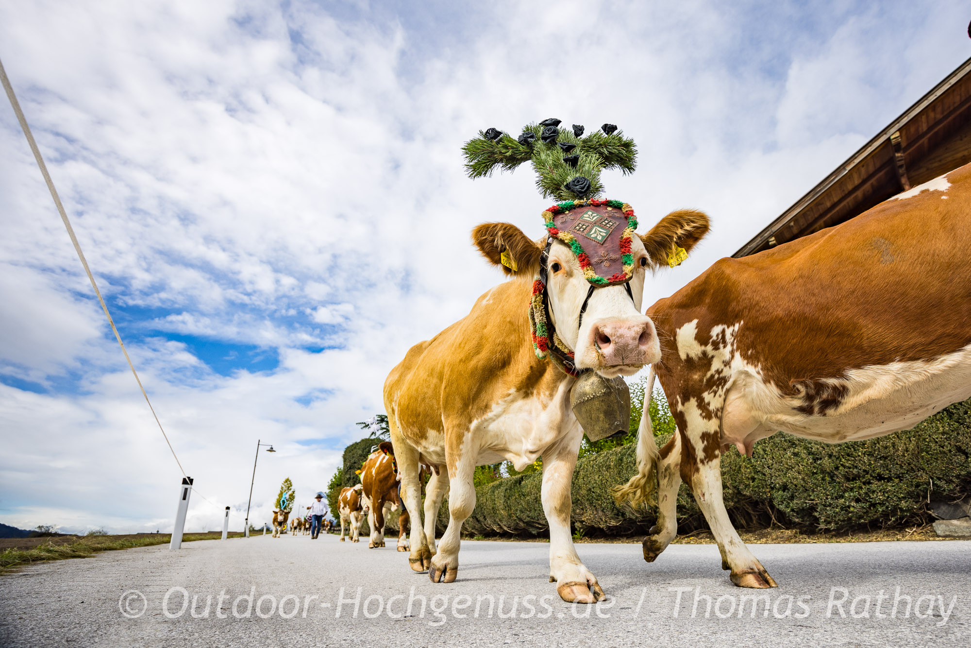 Geschmückte Kuh beim Almabtrieb